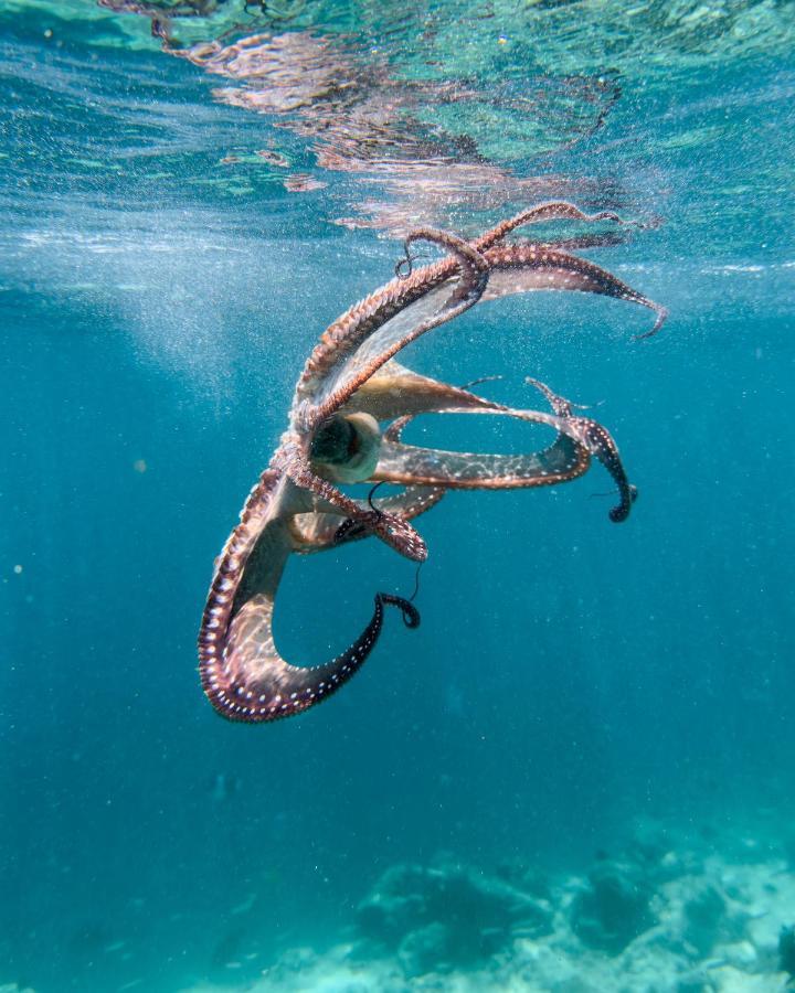 Ocean Lilly Inn Hangnaameedhoo Esterno foto